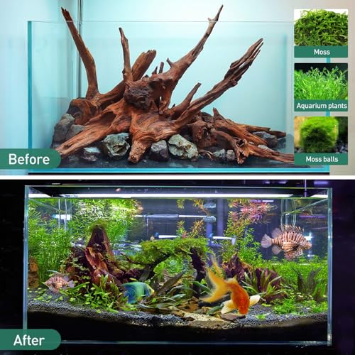 Image of WDEFUN Natural Driftwood for Aquarium Decor, 2-Piece 10''-14'' Large Driftwood for Decorations on Fish Tank, Reptiles Bearded Dragon Accessories or Air Plants