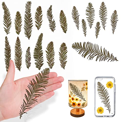 Hojas de Cedro Secas Naturales, Paquete de 42 Piezas miniatura 1