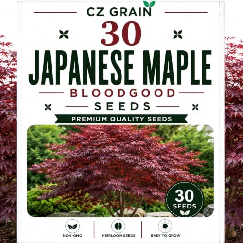 Garden Seeds for Planting, 30 Japanes Maple Bloodgood