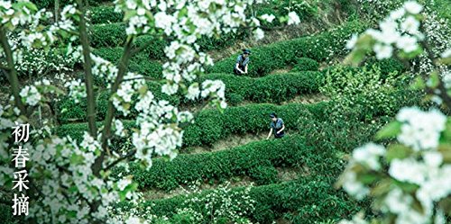 New Spring Tea 100G Pin Wei Class Te Ji Zhu Ye Qing Mount Emei Bamboo Leaf Green Tea Herbal Tea #TOP6