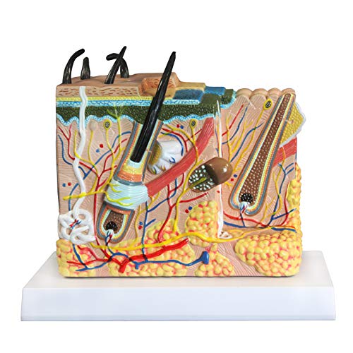 Image of VAK425 Skin Model | 70x Enlarged | 3 Dimensions | Numbered and Labelled with Key Card