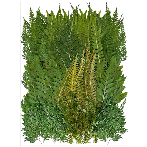 80 Pcs Green Ferns Dried Pressed Flowers Bulk for Crafts Natural Leaves Greenery for Resin Art Candle Making DIY Decoration Floral Supplies