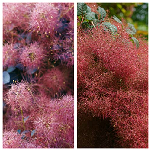 モクモク不思議な煙の木 スモークツリー 2種類から選べる 7号鉢 6年物メス株選抜（ルビーハート）のサムネイル