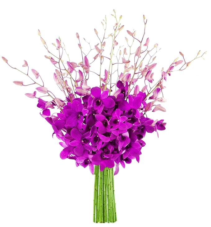 KaBloom Flowers - 20 Purple Orchid without vase - Gift for Birthday, Sympathy, Anniversary, Get Well, Thank You, Valentine, Mothers Day Fresh Flowers