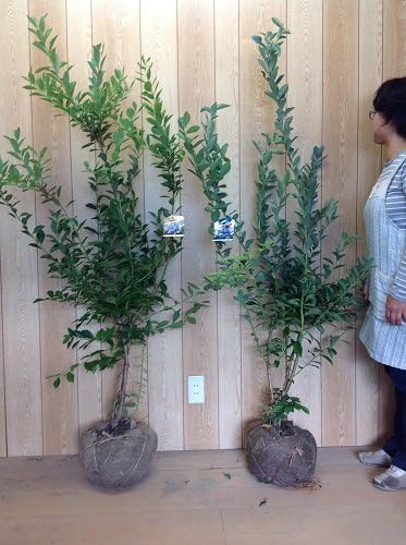 Amazon 植木 庭木 ブルーベリー パウダーブルーとバルドウィンのセット 樹高1 2m前後 根巻 2本セット 大苗 ラビットアイ 苗木 植木 苗 庭木 生け垣 1本 1 果物 Amazon 植木 庭木 ブルーベリー パウダーブルーとバルドウィンのセット 樹高1 2m前後 根巻 2本セット 大苗 ラビットアイ 苗木 植木 苗 庭木 生け垣 1本 1 果物