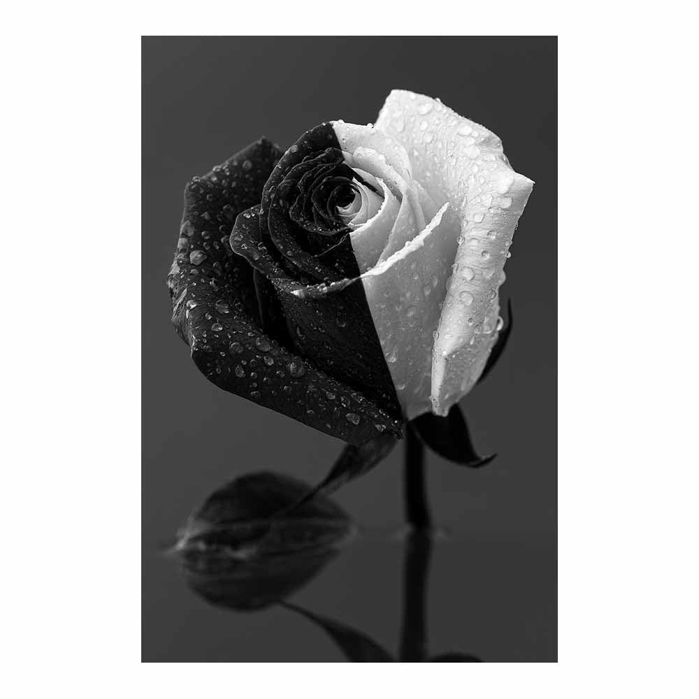 HOQIU Black And White Pictures Halfs Black Whites Ros canvas wall art, decorative paintings, for Bedroom Living Room Bathroom Office Home Decoration(Multicolor)-80x120cm Unframed