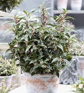 Sarcococca 'Winter Gem' (Christasa Sweetbox) 15cm Pot Hardy Evergreen Plant Shrub, White