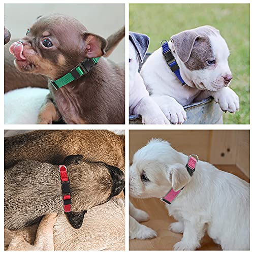 Conseils pour utiliser au mieux les colliers KroY PecoeD