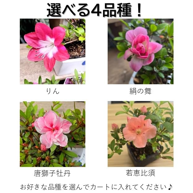 Amazon.co.jp: 皐月 ミニ盆栽 選べる四品種 御祝い 記念日 プレゼント