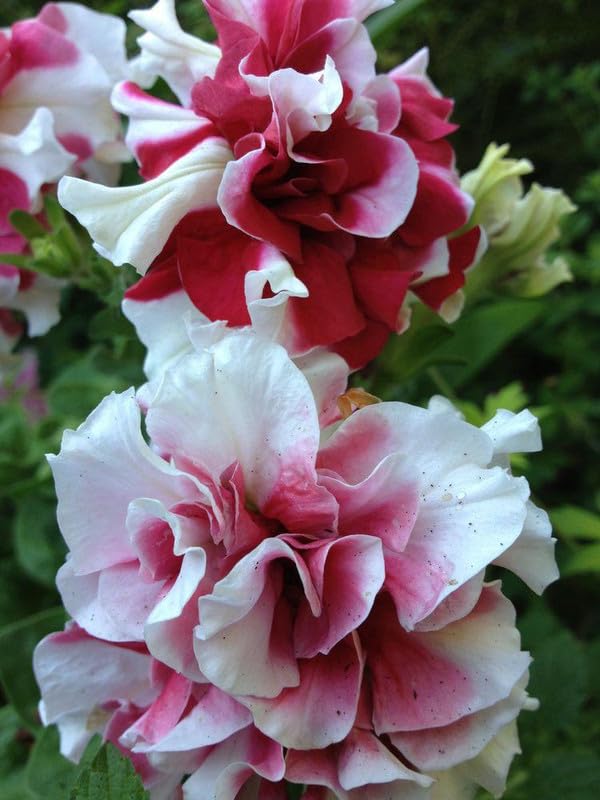 See full amazon price history chart for Ritz Farming® Petunia flower seeds | Petunia white with maroon flower seeds for Home pots | all Season Flowering seeds for Home And Gardening pack of 70-80 seeds Ritz Farming® Petunia flower seeds | Petunia white with maroon flower seeds for Home pots | all Season Flowering seeds for Home And Gardening pack of 70-80 seeds (B0CC4ZBKWC) Amazon Price History, Amazon Price Tracker