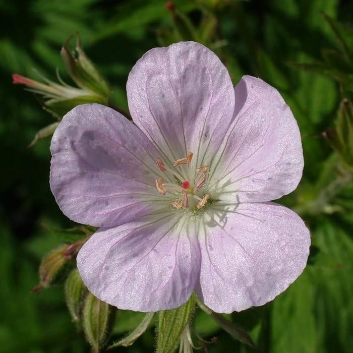 Plant World Seeds - Geranium Sylvaticum 'Pastel Clouds' Seeds (Perennial Flower Seeds)