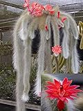 piante grasse pendenti con fiori  Pianta Cactus Coda di Scimmia \'Hildewintera Colademononis\' Bolivia Foto Reali