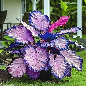Elegant 2 Elephant Ear, a Good Choice for beautifying courtyards and Balconies