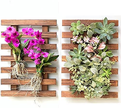 The Buy Collection Wall Planter Pine Wooden Hanging Planter for Indoor Plants, Plant Stand, Air Plant Succulent Holder, Vertical Garden-Set of 2 (B0B2JXG94Z) Amazon Price History, Amazon Price Tracker