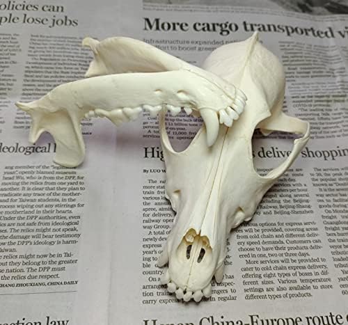 Animal Specimen Real Animal Skull Specimen Taxidermy Cleaned Skull Collection Fox, cat, Mink, Crocodile, Dog, Raccoon, Snake, Rabbit, Goat ，Muskrat，Nutria，Fox's paw (3pcs,The Dog)