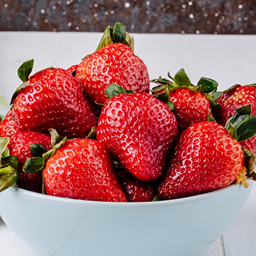 Fraises Lambada (20 plantes frigo A+), plants de fraises réfrigérés à croissance rapide de Hollande. Résistante au froid et vivace, auto-fertile Fragaria x ananassa vivaces de Hollande