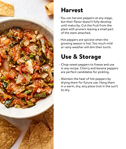 Burpee Jalapeno Early Organic Hot Pepper Seeds | 125 Non-Gmo Jalapeno Pepper Garden Seeds For Planting | Heirloom Jalapeno Pepper Variety | Certified Organic Vegetable Seeds For Home Garden #TOP3