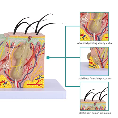 Image of Skin Anatomical Model - Skin Layers Anatomy Model 35X Enlarged Anatomical Skin Model for Science Study or Patient Education