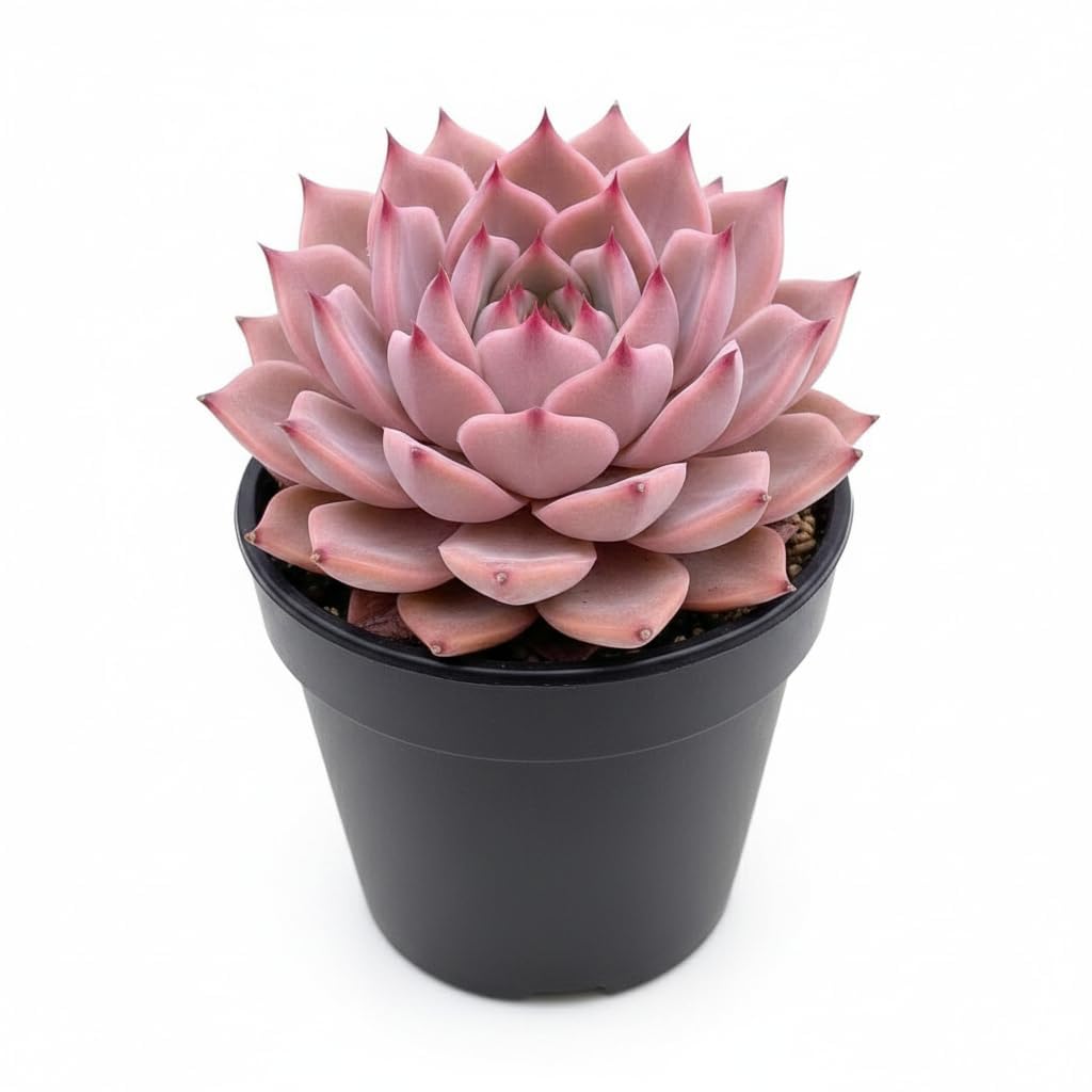 LIVE LAXMI KAMAL SUCCULENT PLANT WITH POT ORIGINAL LAKSHMI KAMAL GOOD LUCK INDOOR PLANT FOR HOME OFFICE DECOR VASTU POSITIVE ENERGY SUCCULENT PLANT (PACK OF 1)-image-19