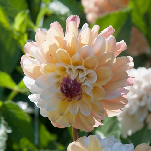 Double Jill Pompon Dahlia Flower Tubers - 3 Bulbs per Pack - Ready to Plant Live Flowers - Grows Well in Containers - Attracts Butterflies and Hummingbirds - Deer Resistant - Good as Cut Flowers