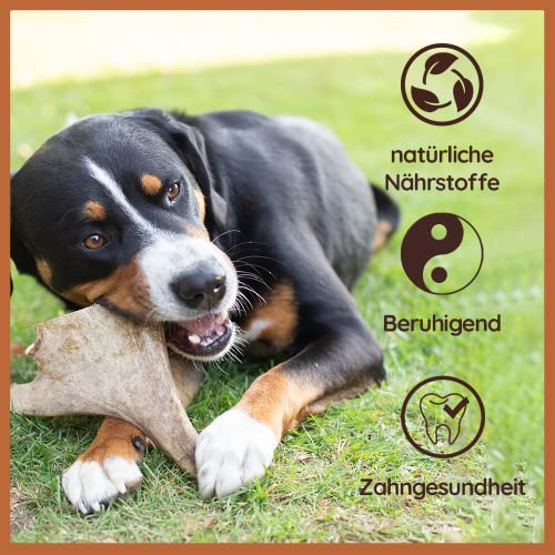 Wildfang® Damhirsch-Geweih – Geweihe für Hunde, Kauspielzeug und Kauartikel aus Hirschgeweih – Größe M für Hunde von 10–25 kg, 1er Pack