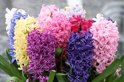 5 Bulbi di Giacinti in Mix | bulbi di giacinti in miscuglio di colori | Dimensione 15/16 cm | Fioritura Primaverile | Bulbi autunnali | spedito da Italia | MY PLANTIS