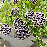 295pcs Petunia Seeds – Easy-to-Cultivate Petunia, Dense Flowering Trailing Plant, Sun-Loving Annual for Outdoor Landscaping