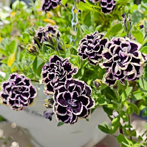 295pcs Petunia Seeds – Easy-to-Cultivate Petunia, Dense Flowering Trai