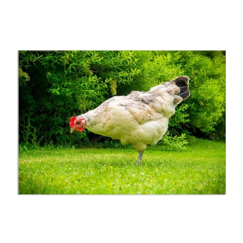 Tableau décoration murale poule rustique | Toile coq et poule pour maison de campagne
