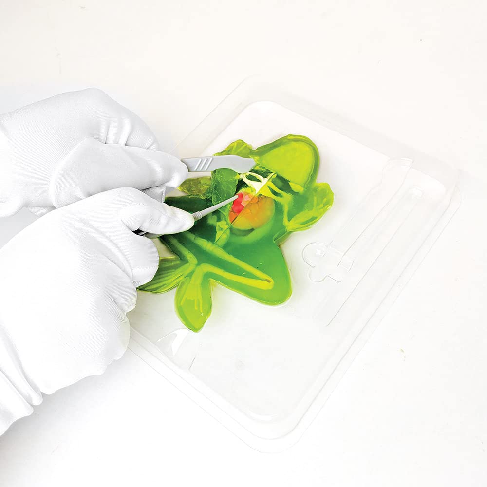 Slimy - Grenouille à Disséquer - Dissect-it - Jouet Slime - Apprentissage - A partir de 6 Ans