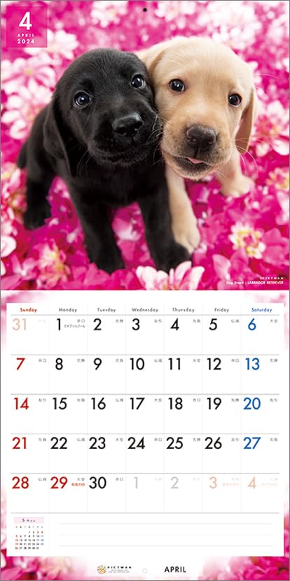 Amazon.co.jp: PICTWAN(ピクトワン) 2024年版カレンダー 【L版