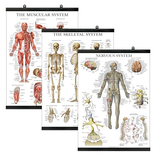 Palace Learning 3 Pack - Muscle + Skeleton + Nervous System Anatomy Poster Set - Muscular and Skeletal System Anatomical Charts - with Plastic Frame 18" x 24" by Palace Learning - Used condition - US$23.32