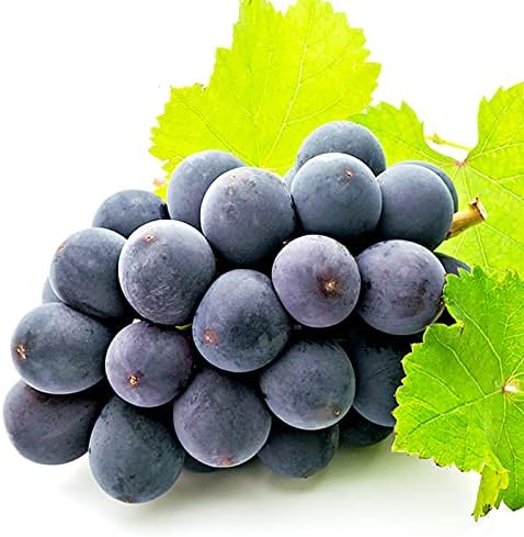 Amazon 山形県産 ピオーネ 1 5kg 秀品 2 3房入り 竹城青果 ぶどう 通販 Amazon 山形県産 ピオーネ 1 5kg 秀品 2 3房入り 竹城青果 ぶどう 通販