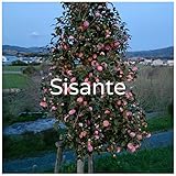 Sisante