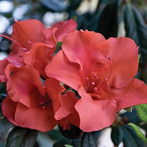 Encore Azalea Autumn Embers (1 Gallon) Orange - Red Flowering Shrub - Full Sun Live Outdoor Plant Cover