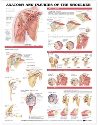 Anatomy And Injuries Of The Shoulder Chart: (plastic Styrene)