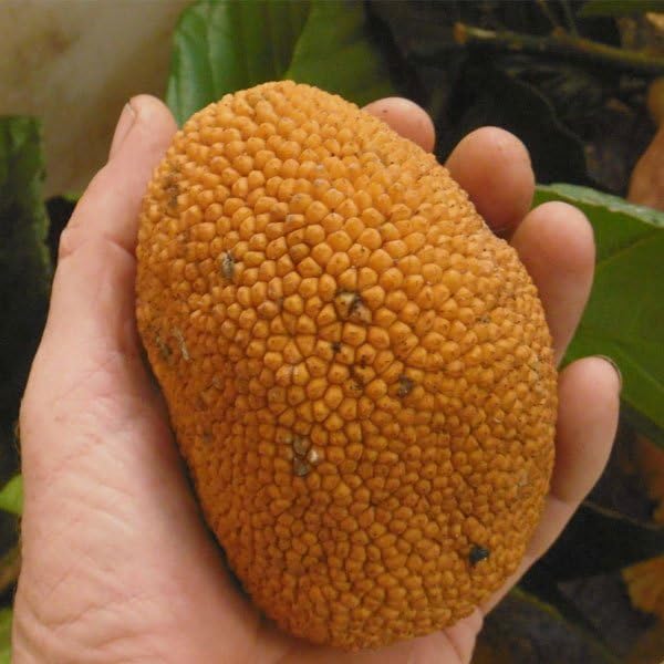 Veliyath Garden Keledang Fruit Live Plants (Artocarpus