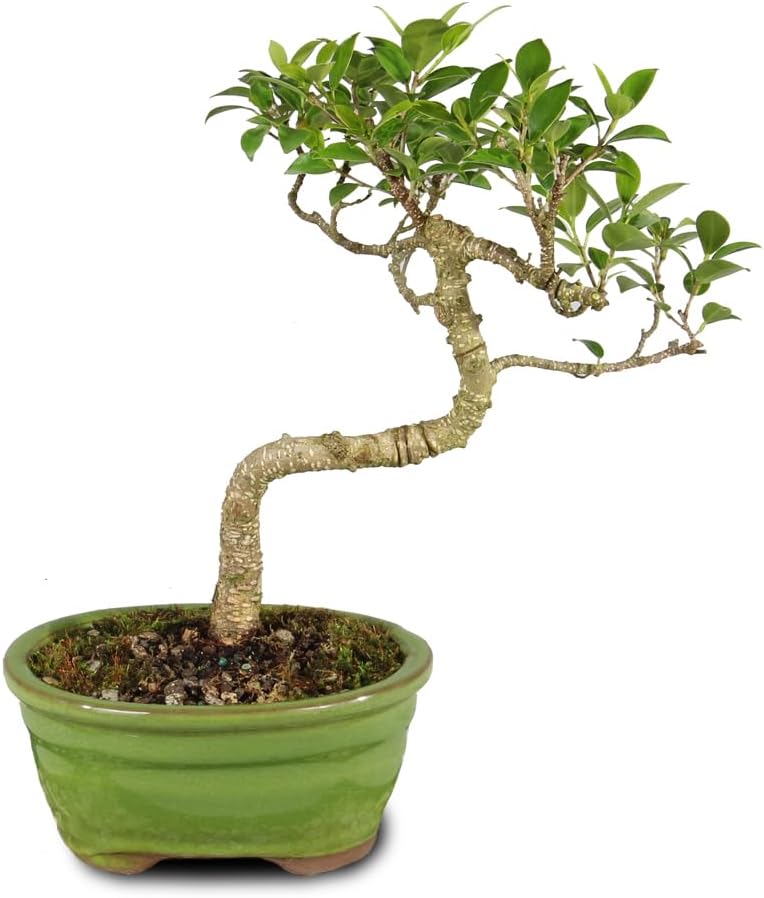 Brussel's Bonsai - Live Golden Gate Ficus Bonsai Tree in Ceramic Bonsai Pot, Indoor Bonsai Plant, 4 Years Old, 5-8 Inches Tall, Easy Care Houseplant for Home or Office (Small, Green)