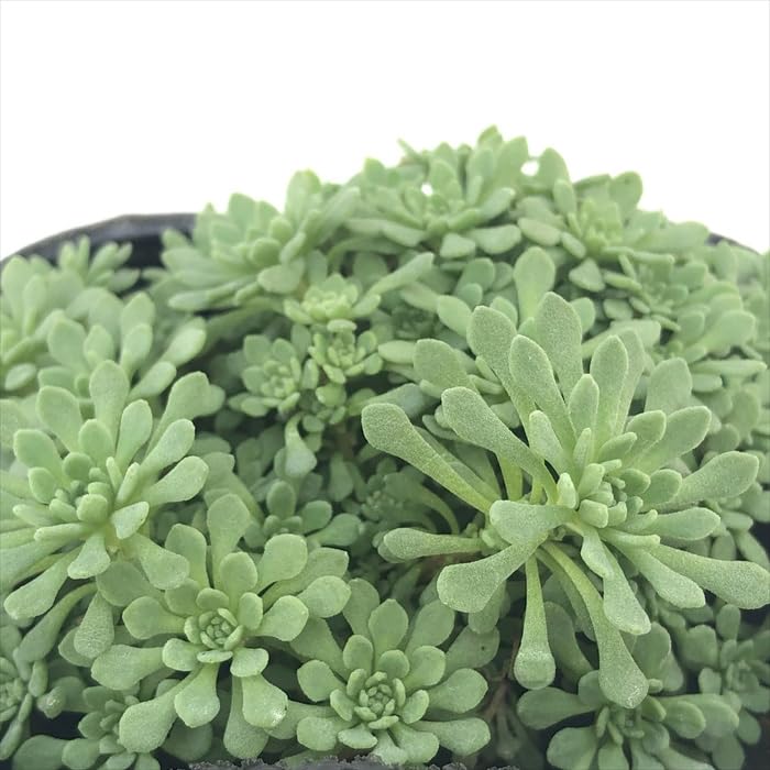 Amazon｜多肉植物 seセダム グラウコフィラム 多肉植物 セダム 9cm