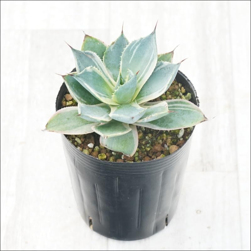 アガベ　魔丸　鳳凰　パープソラム3つ アガベ 魔丸 鳳凰 パープソラム3つ