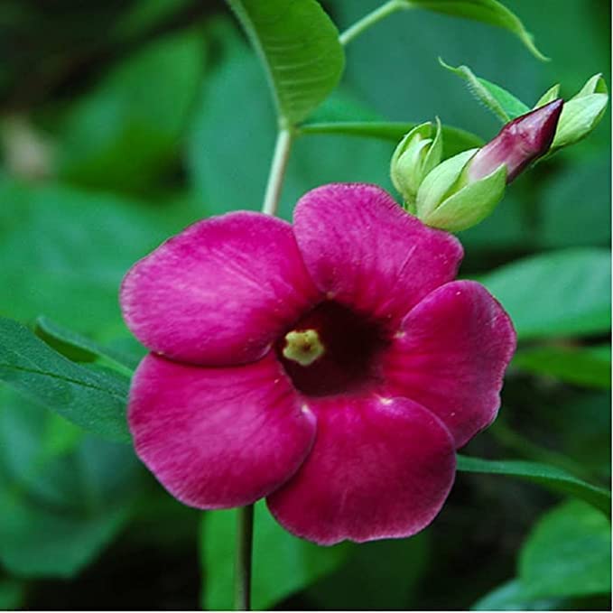 GREENLIVE Traders ALLAMANDA Pink Flower Live Plants Amazon.in Garden