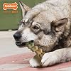 Nylabone Gator Tail Alternative Power Chew Toy for Dogs, Dog Toys for Aggressive Chewers, Chicken Flavor, Large - Up to 50 lbs, 1 Count