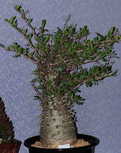 Fouquieria columnaris コルムナリス Amazon｜【種子】Fouquieria Columnaris◇フォークイエリア