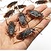 Ruluti 10pcs Divertido Cucaracha Decoración Bromas Bromas Maker Novedad De Diversión Trucos De Simulación Falsos Cucaracha Juguetes