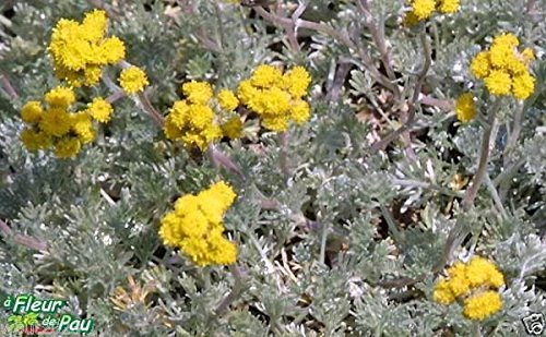 Amazon.com : Black Wormwood or Black Mugwort Seeds (ARTEMISIA genipi )  Medicinal plant .(10 Seeds) : Patio, Lawn & Garden