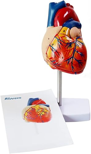 Modelo de anatomía humana Modelo de anatomía corporal para estudiante de medicina 11 pulgadas 15 piezas Modelo de anatomía de torso humano extraíble