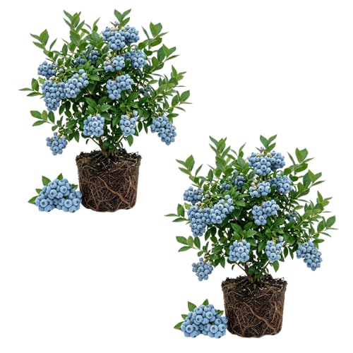 Set of 2 Blueberry Plant Live Blueberry Bushes Live Plant Blueberries Fruit Tree 4 to 7 inches in Height for Growing (Biloxi Blueberry)
