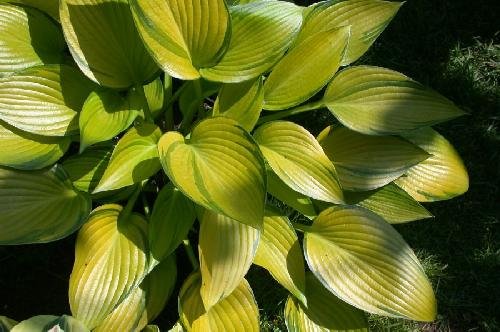 artificial outdoor plants UV Resistant Artificial Outdoor Potted Grass Plant main image 0