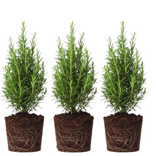 Set 3 Rosemary Plants Live, 4-6 Inc Tall Herb Plants