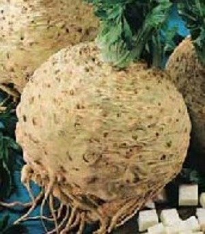 せろり 楽天市場】Z-WHEEL ズィーウィール ジグラムローター リア